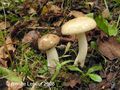 Hygrophorus agathosmus